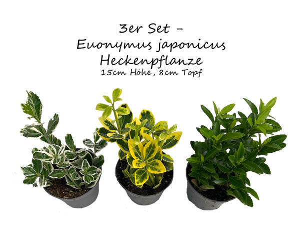 3er Set Euonymus japonicus SPINDELSTRAUCH Japanisches Pfaffenhütchen Grünpflanze Mix Heckenpflanze winterhart echte Pflanze Busch Gartenpflanze Mehrjährig ca.15 cm, Ø 8cm Topf