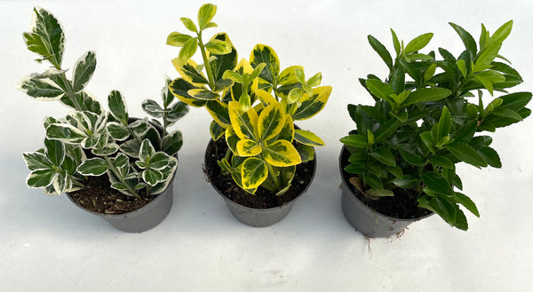3er Set Euonymus japonicus SPINDELSTRAUCH Japanisches Pfaffenhütchen Grünpflanze Mix Heckenpflanze winterhart echte Pflanze Busch Gartenpflanze Mehrjährig ca.15 cm, Ø 8cm Topf