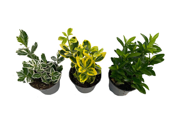 3er Set Euonymus japonicus SPINDELSTRAUCH Japanisches Pfaffenhütchen Grünpflanze Mix Heckenpflanze winterhart echte Pflanze Busch Gartenpflanze Mehrjährig ca.15 cm, Ø 8cm Topf