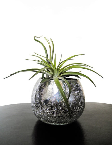 3er Set Tillandsia ionantha - exotische Luftpflanze - echte Pflanze - Zimmerpflanze - mehrjährig, lose Pflanze pflegeleicht, benötigen wenig Wasser
