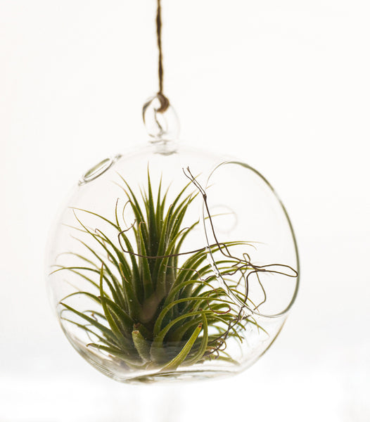 3er Set Tillandsia ionantha - exotische Luftpflanze - echte Pflanze - Zimmerpflanze - mehrjährig, lose Pflanze pflegeleicht, benötigen wenig Wasser