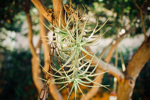 3er Set Tillandsia ionantha - exotische Luftpflanze - echte Pflanze - Zimmerpflanze - mehrjährig, lose Pflanze pflegeleicht, benötigen wenig Wasser