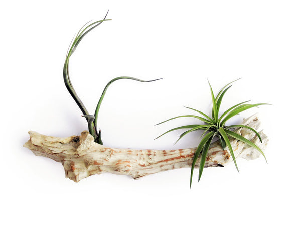 3er Set Tillandsia ionantha - exotische Luftpflanze - echte Pflanze - Zimmerpflanze - mehrjährig, lose Pflanze pflegeleicht, benötigen wenig Wasser