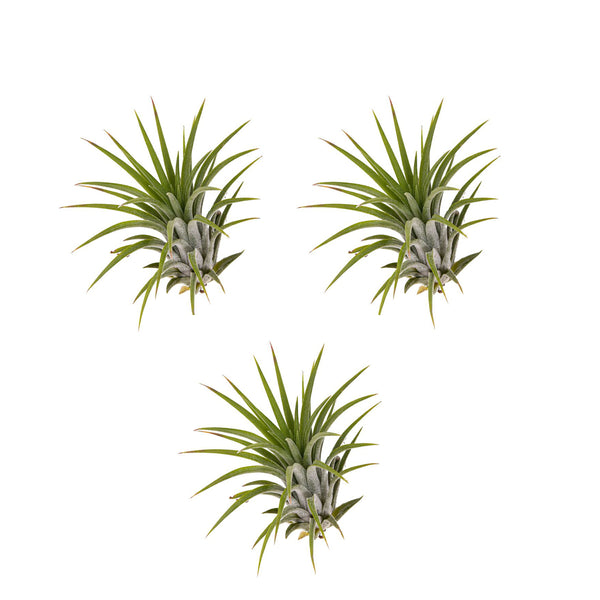 3er Set Tillandsia ionantha - exotische Luftpflanze - echte Pflanze - Zimmerpflanze - mehrjährig, lose Pflanze pflegeleicht, benötigen wenig Wasser