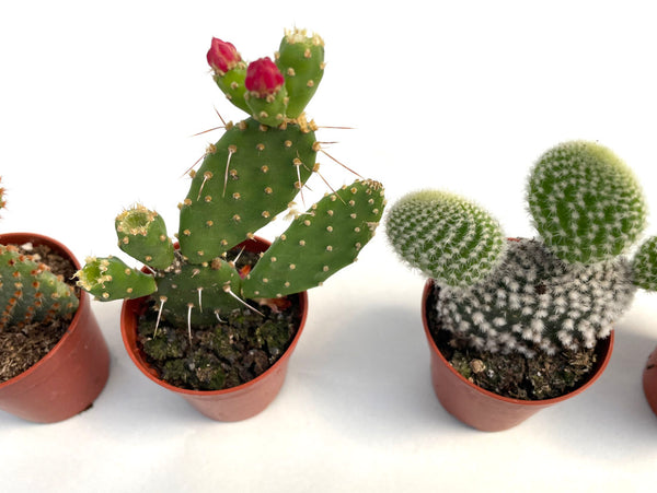 5er Set Opuntia Kaktus / Kaktee Mix - echte Pflanze - Sukkulente Topfpflanze - Mehrjährig ca. 10–14 cm hoch
