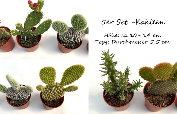 5er Set Opuntia Kaktus / Kaktee Mix - echte Pflanze - Sukkulente Topfpflanze - Mehrjährig ca. 10–14 cm hoch