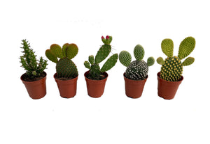 5er Set Opuntia Kaktus / Kaktee Mix - echte Pflanze - Sukkulente Topfpflanze - Mehrjährig ca. 10–14 cm hoch