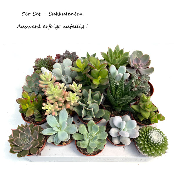 5er Set Sukkulenten Mix - echte Pflanze - Sukkulente Gartenpflanze Zimmerpflanze
