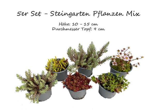 6er Set Steingartenpflanzen Sedum, Tripmadam, Polstersteinbrech, Mauerpfeffer, Rotmoossedum winterhart - echte Pflanze - Sukkulente Gartenpflanze