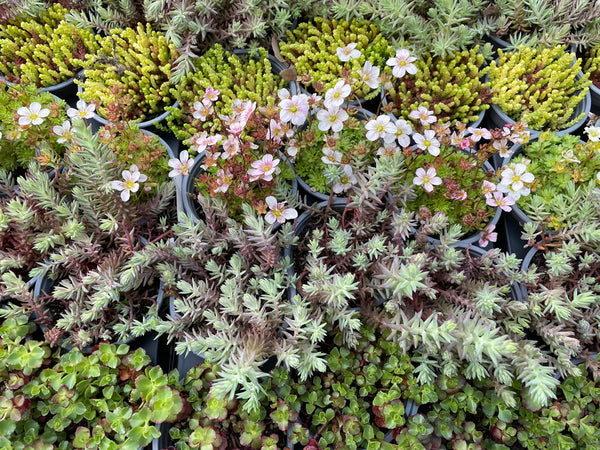 6er Set Steingartenpflanzen Sedum, Tripmadam, Polstersteinbrech, Mauerpfeffer, Rotmoossedum winterhart - echte Pflanze - Sukkulente Gartenpflanze