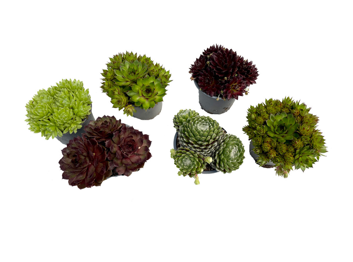 6er Set Sempervivum Mix Hauswurz winterhart - echte Pflanze - Sukkulente Gartenpflanze Topfpflanze Freilandpflanze