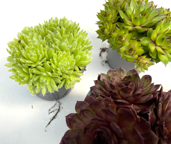 6er Set Sempervivum Mix Hauswurz winterhart - echte Pflanze - Sukkulente Gartenpflanze Topfpflanze Freilandpflanze