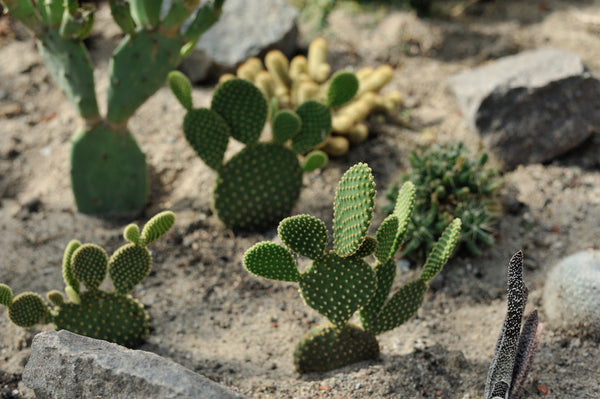 5er Set Opuntia Kaktus / Kaktee Mix - echte Pflanze - Sukkulente Topfpflanze - Mehrjährig ca. 10–14 cm hoch