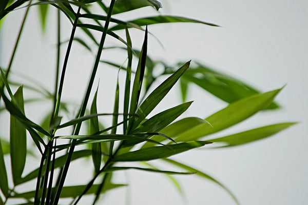 3er Set Bergpalme - echte Pflanze - Zimmerpflanze Grünpflanze Palme Chamaedorea elegans - mehrjährig ca. 25 cm, im Ø 9cm Topf
