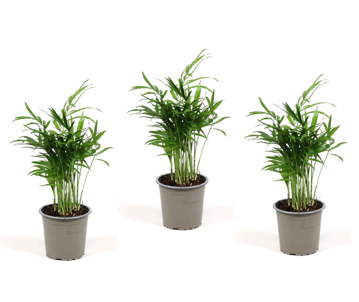 3er Set Bergpalme - echte Pflanze - Zimmerpflanze Grünpflanze Palme Chamaedorea elegans - mehrjährig ca. 25 cm, im Ø 9cm Topf