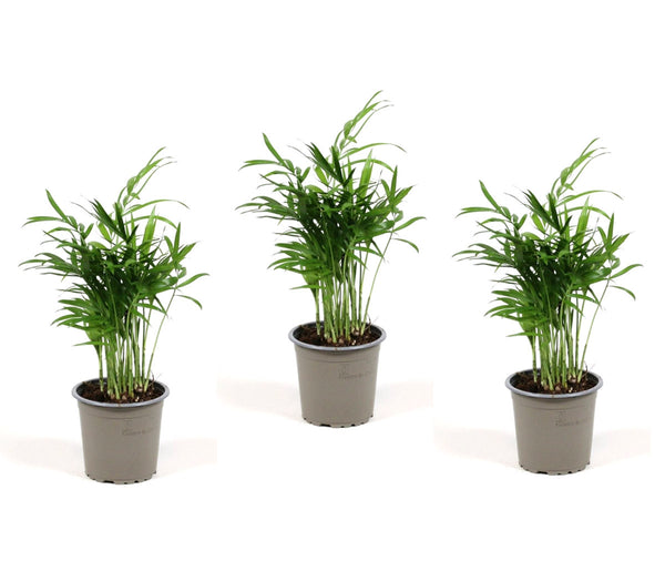 3er Set Bergpalme - echte Pflanze - Zimmerpflanze Grünpflanze Palme Chamaedorea elegans - mehrjährig ca. 25 cm, im Ø 9cm Topf