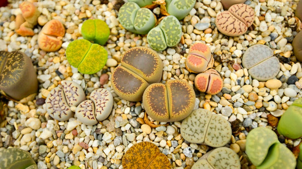 1 x Lithops / lebende Steine - echte Pflanze - Sukkulente Gartenpflanze 12cm