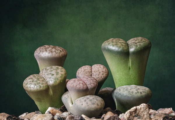 1 x Lithops / lebende Steine - echte Pflanze - Sukkulente Gartenpflanze 12cm