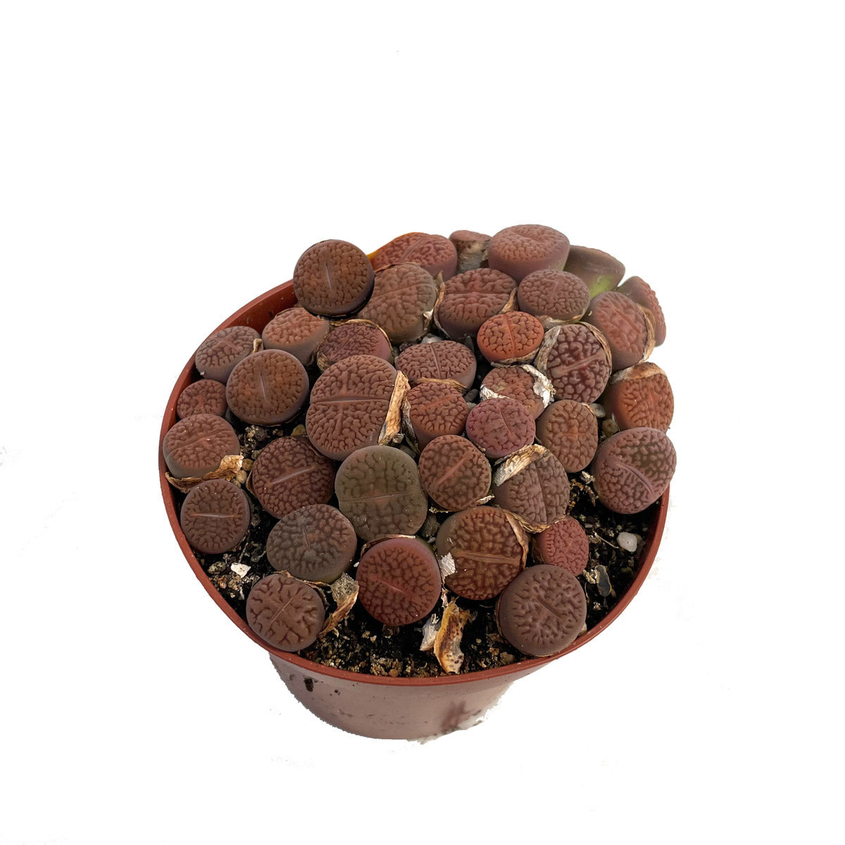 1 x Lithops / lebende Steine - echte Pflanze - Sukkulente Gartenpflanze 12cm