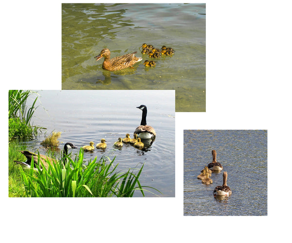 LB H&F 5er Set Teichtier Schwimmfigur Entenfamilie Teichfigur Erpel, Ente mit Entenküken Teichdeko Miniteich Schwimmtier Gartenteich Dekofigur Garten Teich