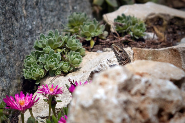 6er Set Steingartenpflanzen Sedum, Tripmadam, Polstersteinbrech, Mauerpfeffer, Rotmoossedum winterhart - echte Pflanze - Sukkulente Gartenpflanze