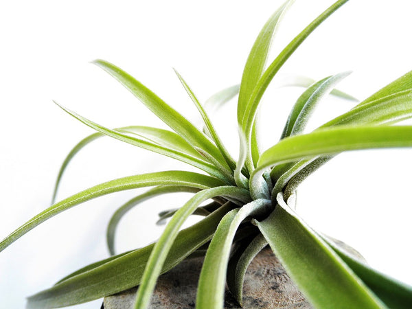 3er Set Tillandsia ionantha - exotische Luftpflanze - echte Pflanze - Zimmerpflanze - mehrjährig, lose Pflanze pflegeleicht, benötigen wenig Wasser