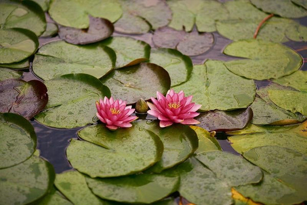 6 Stück Schwimmkugel Dekokugel Teichdeko Gartenkugel Set Silber Chromkugel Rosenkugel rostfrei frostsicher und wetterfest Edelstahl